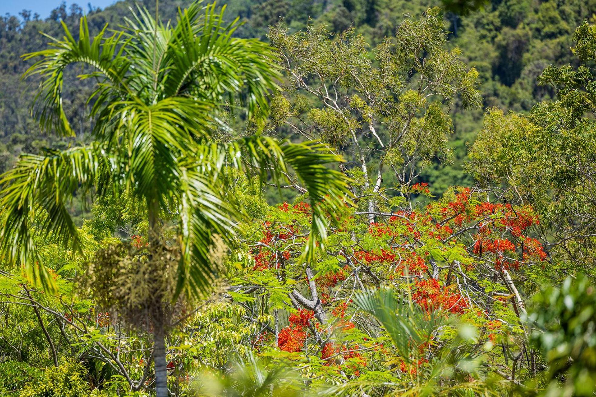 Kipara Tropical Rainforest Retreat Airlie Beach Kültér fotó